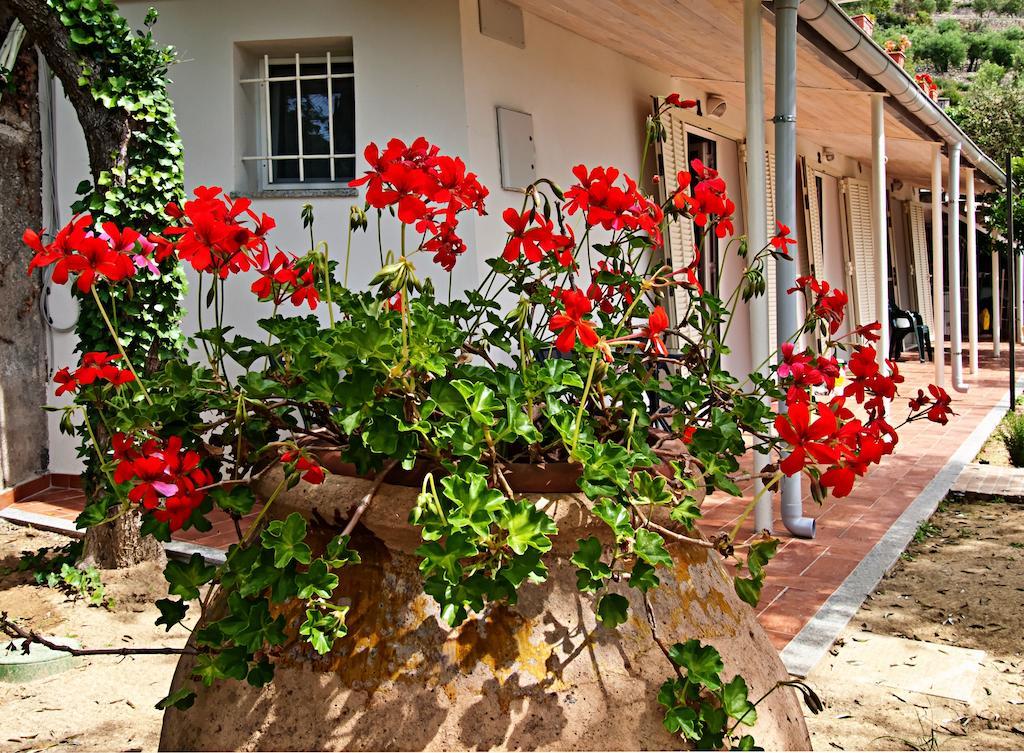 Bed and Breakfast Tra Gli Ulivi П'єтра-Лігуре Екстер'єр фото